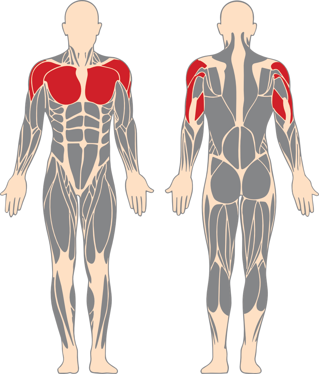 Chest, shoulders and triceps highlighted