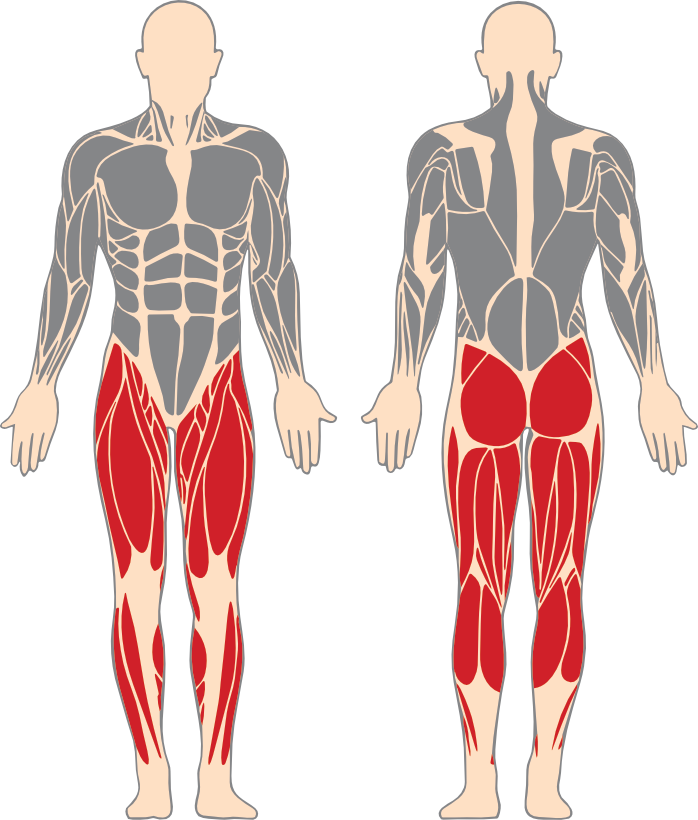Legs, glutes and calves highlighted