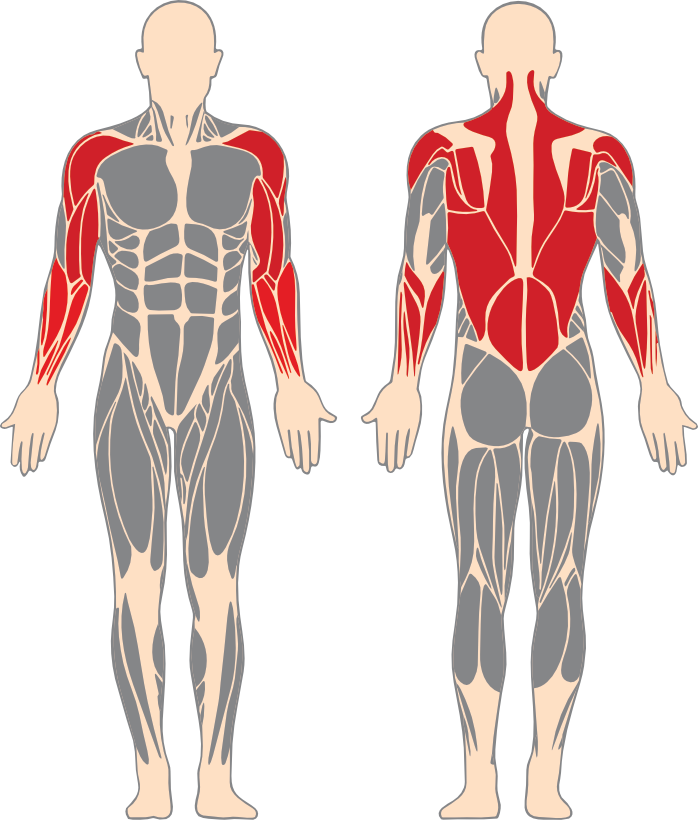 Back, biceps, shoulders and forearms highlighted